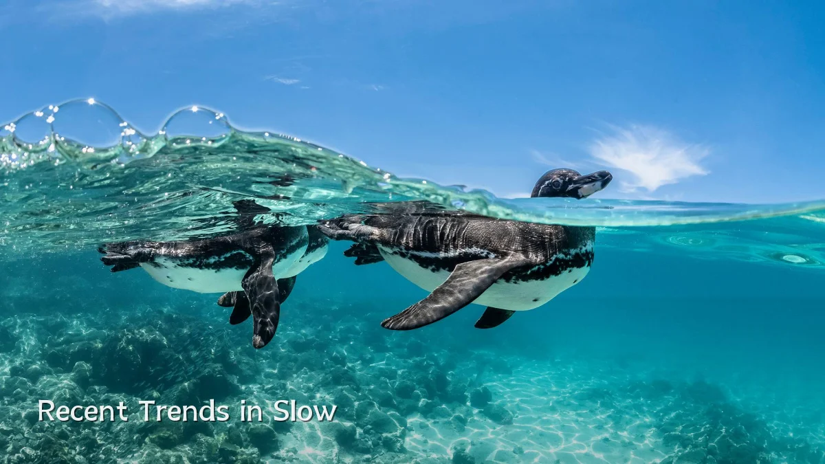 Recent Trends in Slow