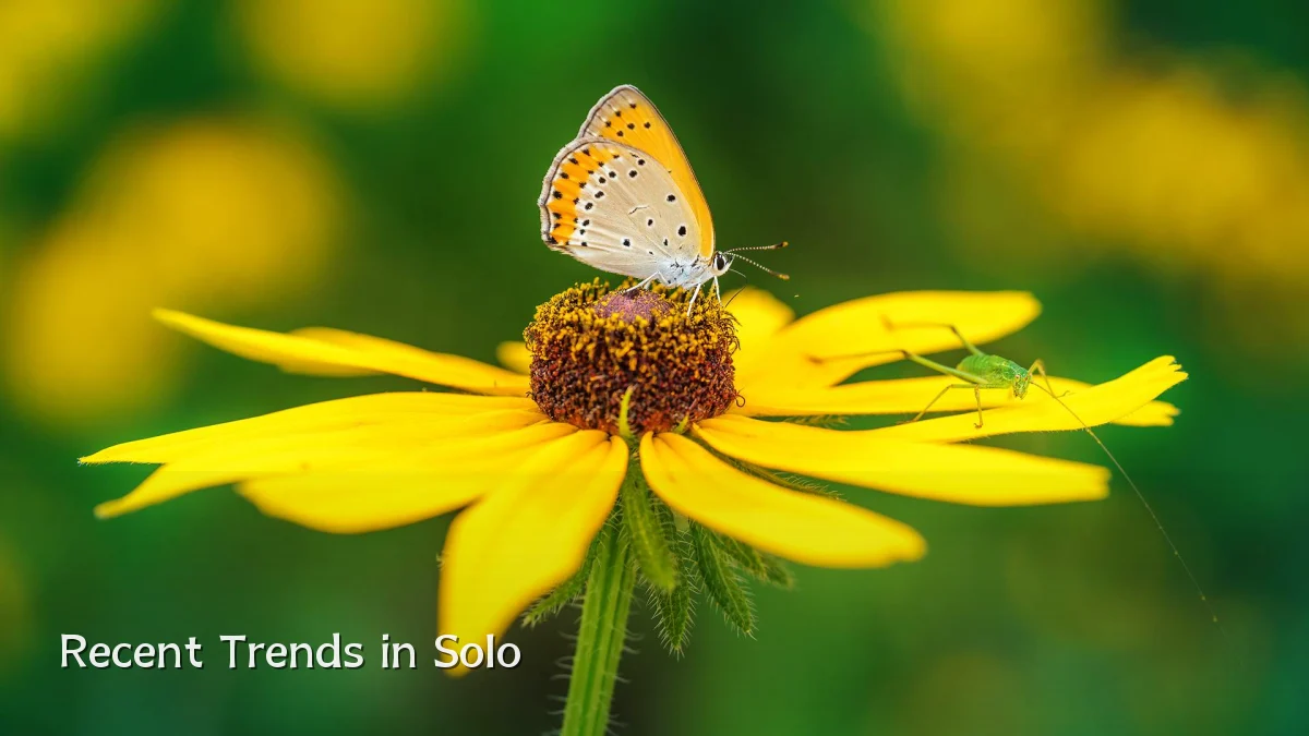 Recent Trends in Solo