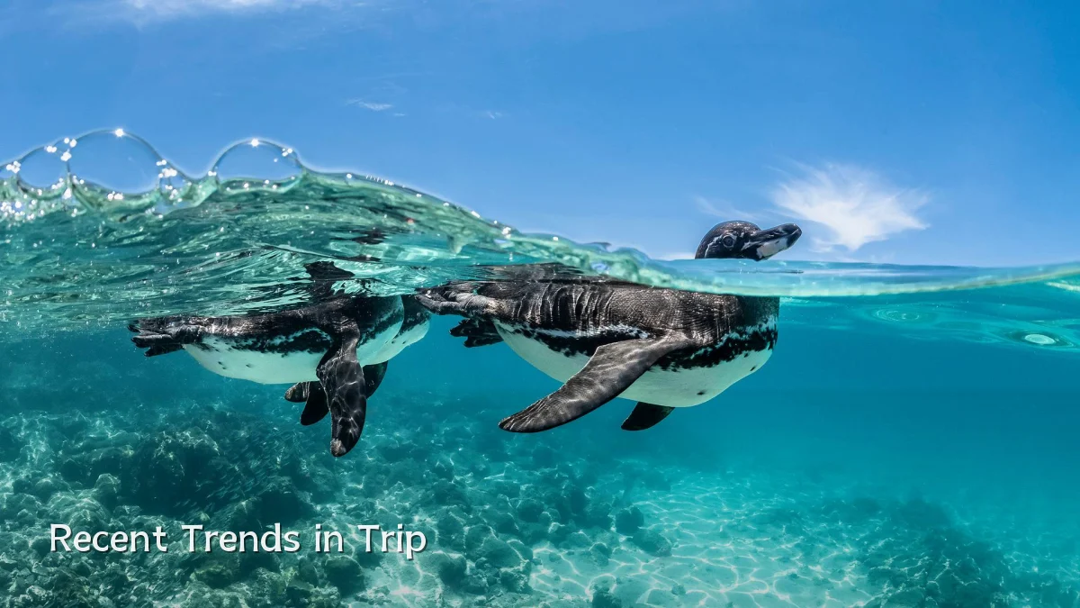 Recent Trends in Trip